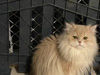 British Longhair Erkek