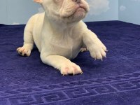 MUHTEŞEM KALİTE PLATİN FRENCH BULLDOG DİŞİ