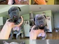ACİL LİLACTAN MERLE VE BLUE FRENCH BULLDOG YAVRULARIMIZ
