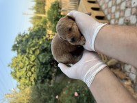 rezerveye açık 3 erkek toy poodle