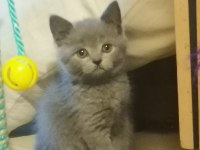 British shorthair kedimi çok uyguna sahiplendiriyorum