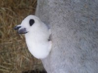 Hollanda Cücesi Tavşan Netherland Dwarf