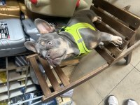 Lilac tan isabella taşıyıcı fluffy carier french bulldog