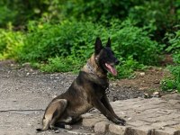 Belçika Malinois Yavruları Aşil ve Zeyna eşlemesinden