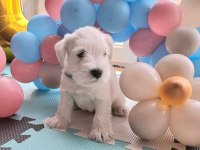 Minyatür schnauzer bebekler