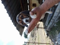 Elizabeth Beagle Köpeği Bebekleri