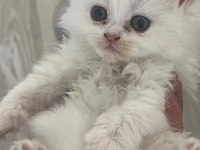 Yavru british longhair (uzun tüylü)
