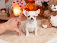 Oyuncak Gibi Cep Boy Chihuahua