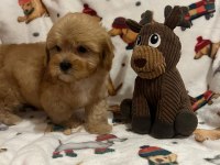 F2 MALTİPOO YAVRULARI