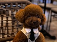Toy poodle teacup baby yavrular