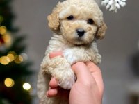 TOY POODLE KÖPEĞİ