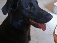 Oyuncu hareketli kalıcı yuvasını arıyoruz labrador