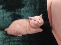 SAFKAN FAWN BRİTİSH SHORTHAİR DİŞİ