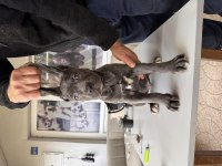 Antik Miras Cane Corso Yavruları Blue Renk