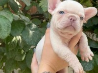 Lilac tan platium french bulldog yavrular