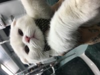 7 aylık scottish fold kedimizi veriyoruz