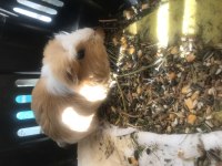 Guinea pig dünya tatlısı anne sütünden kesildi bebek