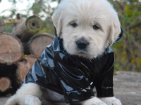 Golden Retriever Gelip Görerek Alabilirsiniz