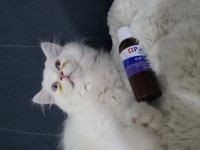 Chinchilla 3 aylık kedimiz