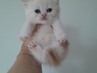 British Shorthair Erkek
