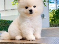 Safkan pomeranian bebekler