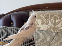 2,5 Aylık Zincir Desen Sultan Papağanı