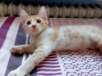 YAVRU KEDİLERİMİ ÜCRETSİZ SAHİPLENDİRİYORUM