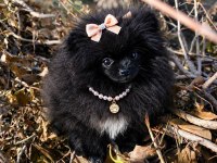 Sevimliliğiyle Hayran Bırakan Siyah Pomeranian Boo Yavrusu