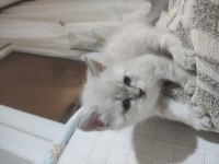 Blue point british shorthair