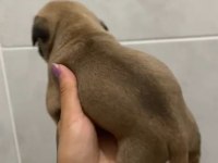 PUG MOPS YAVRULAR KREM SİYAH