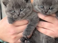 Safkan full british shorthair soy yavrular