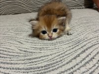 Güzel golden bebek kediler