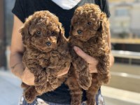Ruhsatlı çiftlikde ziyarete açık toy poodle