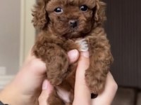 Toy Poodle Kore Köpekler