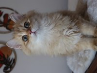 British Longhair Erkek Kedimiz