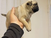 Dişi erkek pug mops