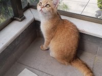 7 aylık dişi british longhair