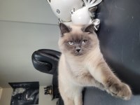 SAF KAN SECERELİ MUHTEŞEM GÜZELLİKTE KEDİLER