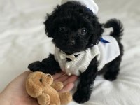Ev ortamından siyah toy poodle yavrular