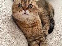2 yaşında sağlıklı scottish fold