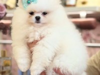 AYI SURAT POMERANİAN BOO BEBEKLER
