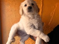 Mükemmel kalitede golden retriever bebekler için acele edin