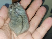 ÇOK GÜZEL BİR BEYAZ KIZ VE KARA ÇOCUK HAMSTER