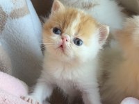 Şecereli Exotic Shorthair Snoopy Erkek Yavrum