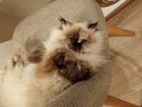 PRENSES MİA HİMALAYAN KEDİMİZ