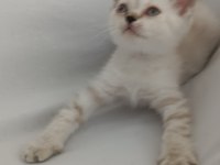 Yavru kedimiz yeni yuvasına gitmeye hazır