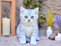 Gümüş Çizgili NS24 British Shorthair
