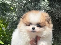 A kalite pomeranian bebeklerim