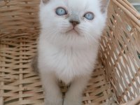 Mavi gözlü blue point british shorthair yavrular