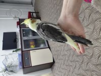 ELE ALIŞIK ISIRMA HUYU KESİNLİKLE YOK SULTAN BEBEK